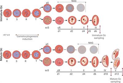 Streamlined and Robust Stage-Specific Profiling of Gametocytocidal Compounds Against Plasmodium falciparum